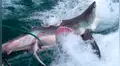 Voraces tiburones caníbales se enfrentan y terminan despedazados en medio del océano [VIDEO]