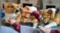 Perro adora que lo acaricien y cuando su dueña deja de hacerlo este tiene inesperada reacción [VIDEO]