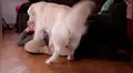 Adorable perro ve que su dueño duerme en su cama y tiene insólita reacción [VIDEO]