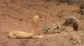 Letal cobra intenta devorar a ardilla, pero su madre la enfrenta y desata tremenda pelea [VIDEO]