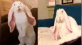 Facebook: conejo ‘orejón’ enternece a miles por curioso detalle en su comportamiento [VIDEO]
