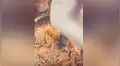 Mujer revela asombroso truco para deshilachar pollo en pocos segundos [VIDEO]