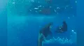 ‘Ballena asesina’ descubre a buzo en su territorio, se acerca y ocurre lo impensado [VIDEO]