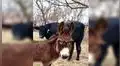 Burra miniatura se convierte en guía de animales ciegos y las redes la adoran [VIDEO]