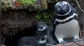Argentina: descubren nueva colonia de pingüinos de Magallanes en Tierra del Fuego