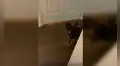 Perrita juega a las escondidas con su dueño y juntos protagonizan emotiva escena [VIDEO] 