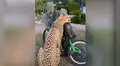 Joven se acerca a guepardo que cuidó de bebé y este sorprende con tierna reacción al verlo [VIDEO]