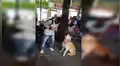 Perro asombra a transeúntes con su habilidad para resolver problemas matemáticos [VIDEO] 