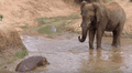 Hipopótamo bebé casi es aplastado por enorme elefante, pero su mamá lo salva [VIDEO]
