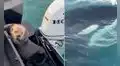 El preciso instante en que una nutria saltó a un bote y escapa milagrosamente de una orca [VIDEO]