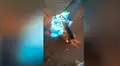 Madre capta emotiva escena en que perro bebé juega con su menor hijo y cautiva a miles [VIDEO]