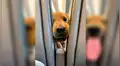 Simpático perro se aburre durante vuelo y juega con pasajero que estaba atrás [FOTOS]
