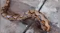 Enorme serpiente queda atorada en concreto y pobladores se asustan con su presencia [VIDEO]