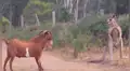 YouTube viral: cabra intenta atacar a canguro 'boxeador' y se lleva una terrible lección' [VIDEO]  