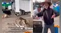 Joven se quedó varado en Arequipa y ayudó a gatitos abandonados