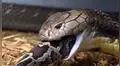 Enorme serpiente es captada abriendo sus mandíbulas para engullir a otra [VIDEO]
