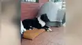 Mujer es admirada por rescata a perro callejero en lastimosas condiciones, lo cura y luce increíble cambio [FOTOS]