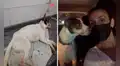 Perro callejero que estuvo en coma por alimentarse de basura fue adoptado [VIDEO]