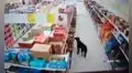 Perro entra a una tienda y se lleva una bolsa de comida a escondidas