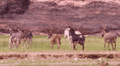 Voraces leones acorralan a rebaño de burros y tienen trágico final que conmueve a miles [VIDEO]