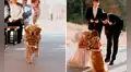 Perrita conmueve al llevarle los anillos a sus dueños durante su boda
