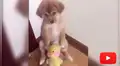 YouTube: Video muestra la tierna reacción de un perrito mientras es regañado [VIDEO]