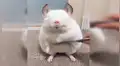 YouTube viral: chinchilla blanca adora que la acicalen y la comparan con Luis Miguel de JB [VIDEO] 