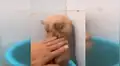 Chico obliga a su gato a bañarse y mascota reacciona de forma inesperada [VIDEO]
