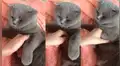 Facebook: gato se resiente con su dueña y tiene inesperada reacción ante sus caricias [VIDEO]