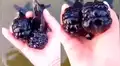 Facebook: descubren a pez morado con espeluznante apariencia en un río de Japón [VIDEO]