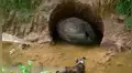 Luce como el fósil de un ‘huevo de dinosaurio’, pero era una rara criatura [FOTOS]