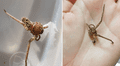 Encuentra a una araña sin patas en su casa y la cuida hasta que se recupera [VIDEO]