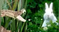 Viral: Serpiente devora conejo y queda atrapada en insólito lugar
