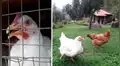 Gallinas pasan sus días en una mansión tras ser rescatadas de un matadero en Cusco [FOTOS]