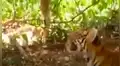 YouTube viral: dos tigres son golpeados por un mono que los hace perder la paciencia [VIDEO]