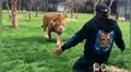 Facebook viral: conmovedor momento en que león se reencuentra con su cuidador y depredador se vuelve mansito