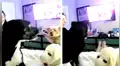 Perro no soporta que su ‘amigo’ suba a la cama de su dueña y tiene enfurecida reacción [VIDEO] 