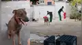 Joven juega a las ‘corridas de toro’ con su perro y hacen reír a miles [VIDEO]