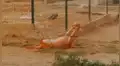 Facebook viral: piensa que perro pelea con peligroso animal en refugio, se acerca y descubre la verdad [VIDEO]