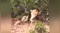 Feroz leopardo ataca a su presa, sin imaginar que una hambrienta hiena lo atacaría a traición [VIDEO] 