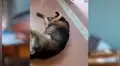 YouTube viral: Perro no soporta escuchar la serenata de su amo y hace lo impensado [VIDEO] 