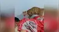 Gata ve que su dueño tiene dolores de espalda e intenta ‘darle’ relajantes masajes [VIDEO]
