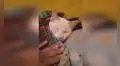 Hombre cuida a su gato de manera tierna y lo engríe antes de dormir 