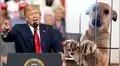 Donald Trump convierte el maltrato animal en delito federal 