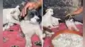 Perritos son rescatados de la calle y lucen temerosos al llegar a refugio