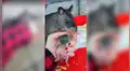 Rata gigante toma del dedo a su dueña para enseñarle a su cría recién nacida [VIDEO]