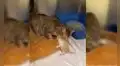 Gata protagoniza tierno reencuentro con sus crías tras ser atacada por unos perros [VIDEO]