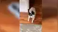 Perro conmueve al entrar al cuarto de su dueña para enseñarle a su cachorro [VIDEO]