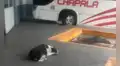 Perrita espera que su dueño regrese del trabajo en el terminal de buses