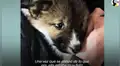 Pensaron haber hallado perro abandonado, lo llevan al veterinario y descubren que es un animal salvaje [VIDEO]
